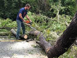 Best Utility Line Clearance  in Fishhook, AK