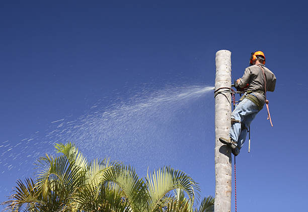 How Our Tree Care Process Works  in  Fishhook, AK